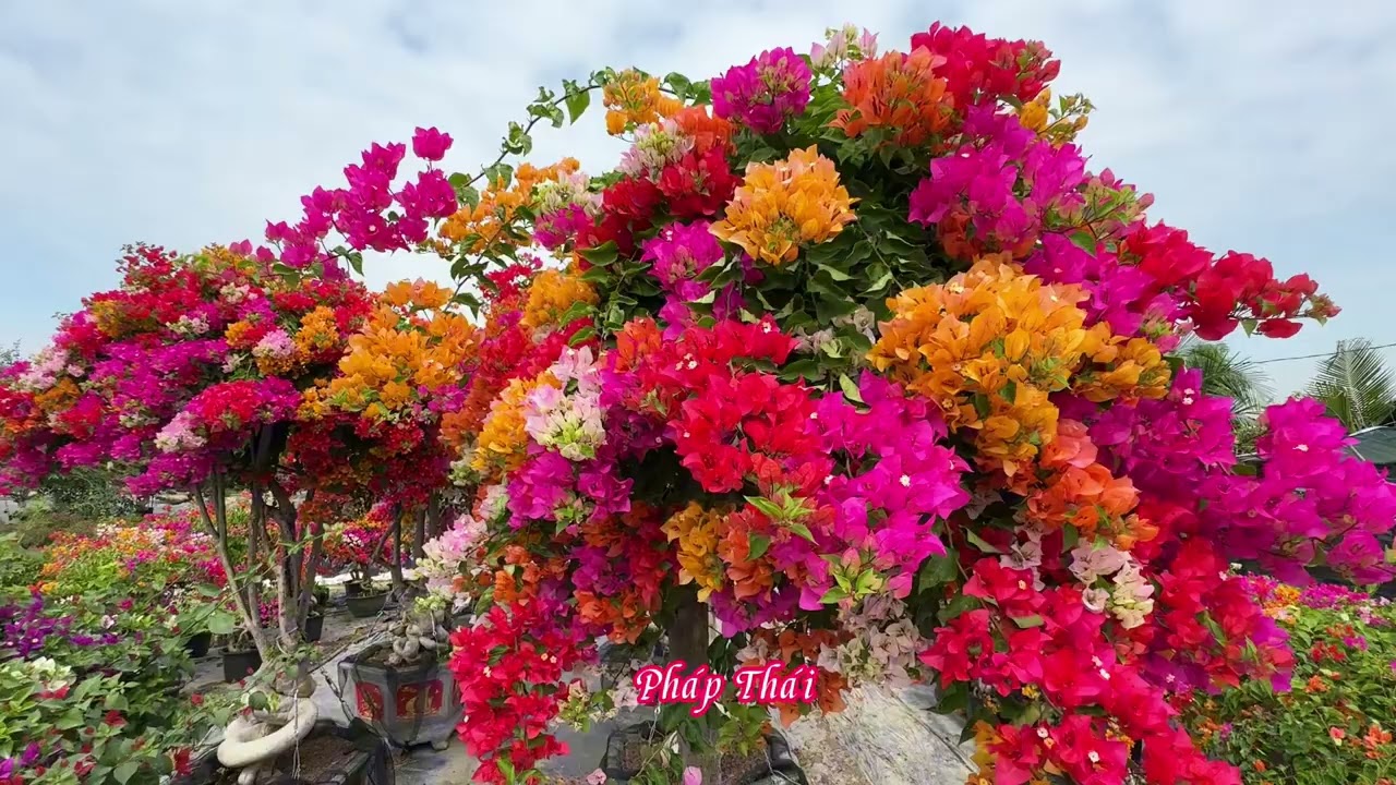 Chăm sóc cây hoa giấy hai màu