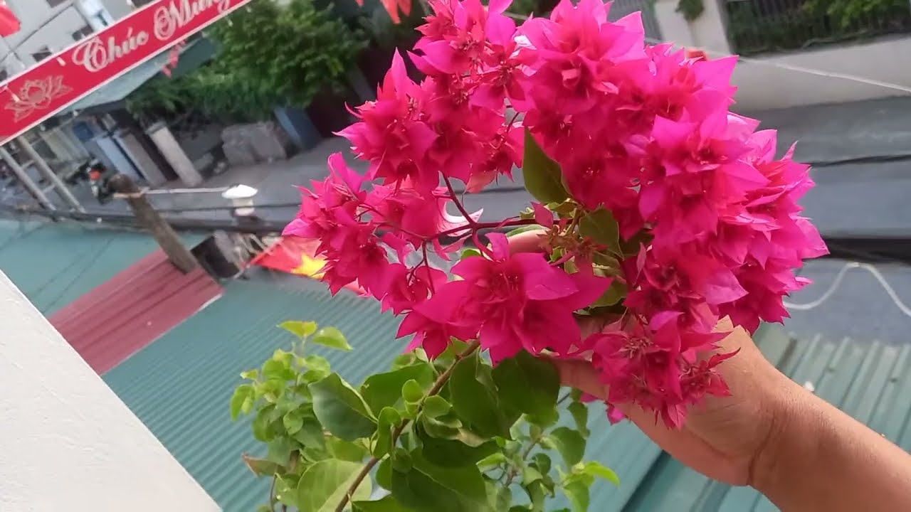 Hoa giấy ốp hai bên cổng