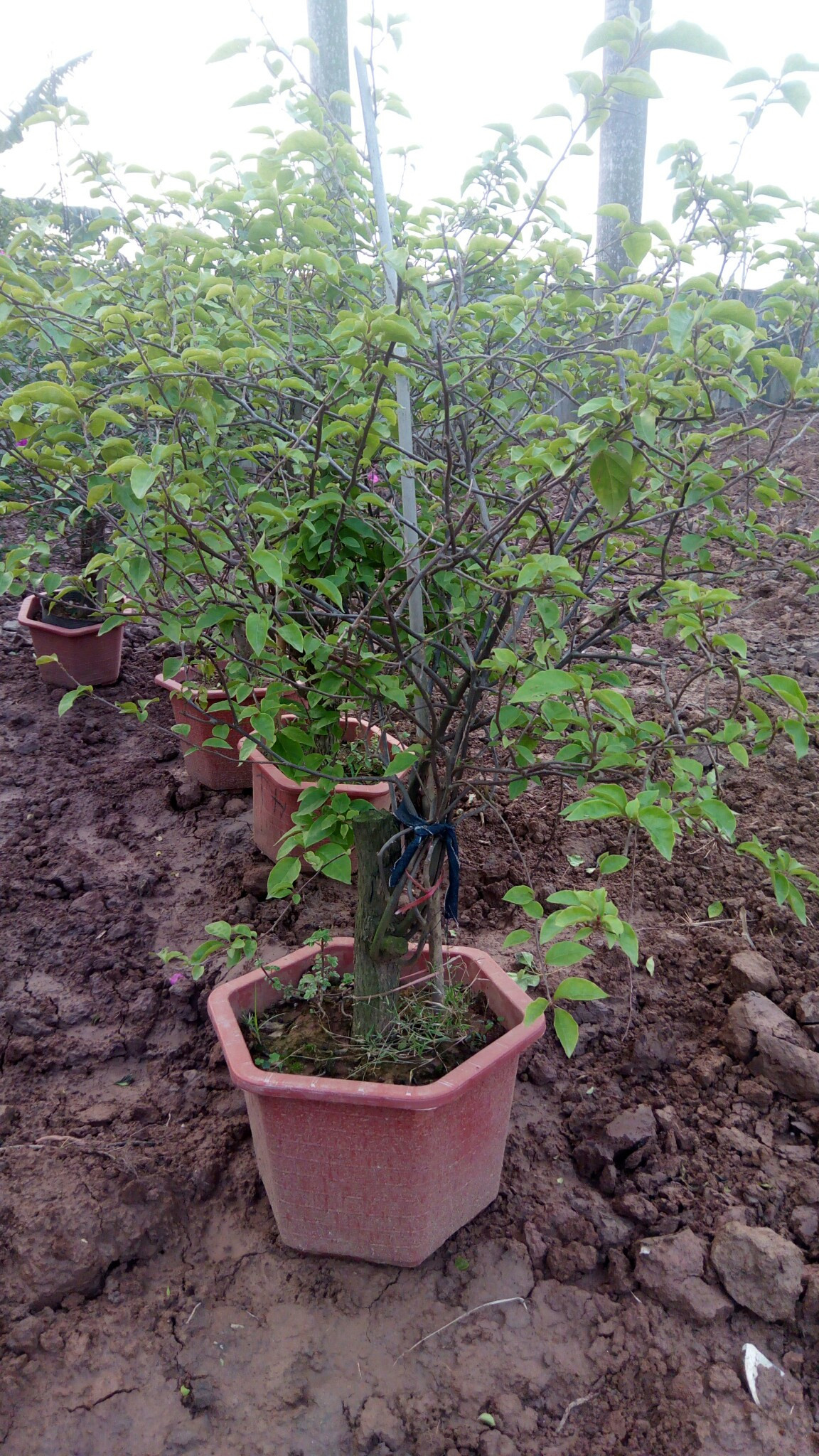 Cây hoa giấy hàng rào đẹp