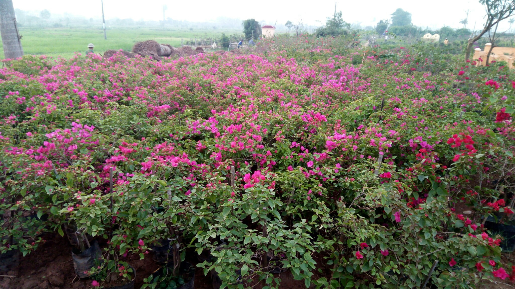 Hoa giấy trang trí hàng rào