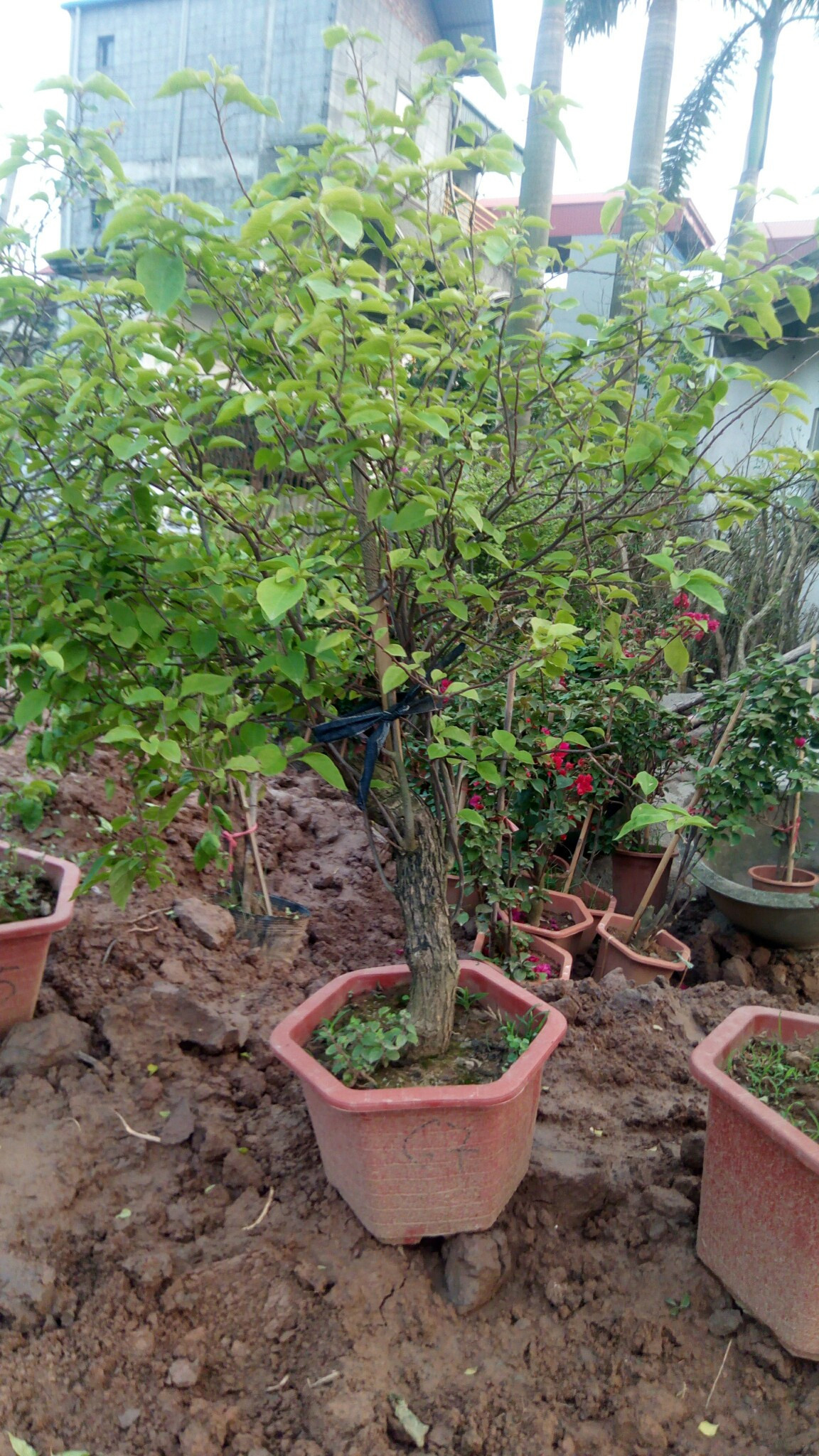 Trồng cành chiết vào chậu