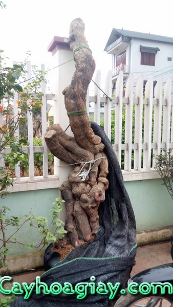 Cây hoa giấy khỏe mạnh