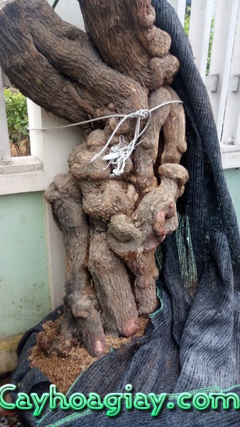 Cây hoa giấy lâu năm