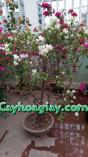 Cây hoa giấy leo hai màu độc đáo