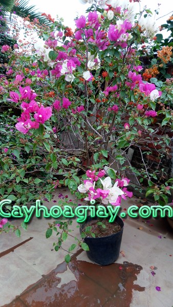 Cây hoa giấy leo hai màu