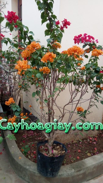 Hoa giấy màu đỏ