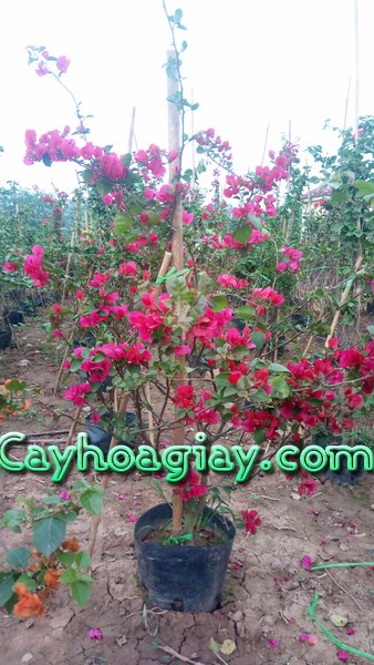 Hoa giấy leo màu đỏ