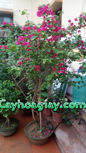 Không gian với Hoa Giấy