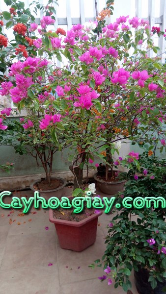 Cây hoa giấy leo màu hồng