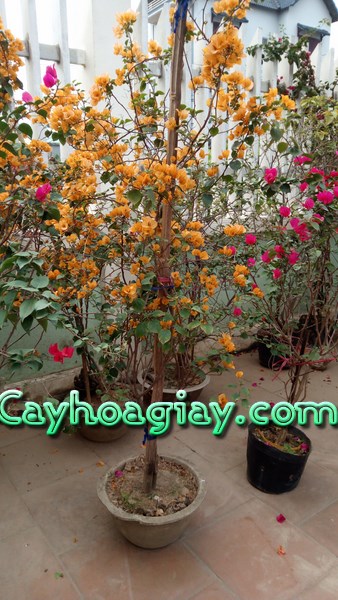 Hoa giấy leo với màu vàng bắt mắt