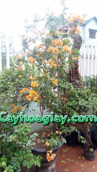 Cây hoa giấy leo màu vàng