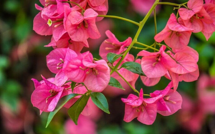 Cây hoa giấy màu cam