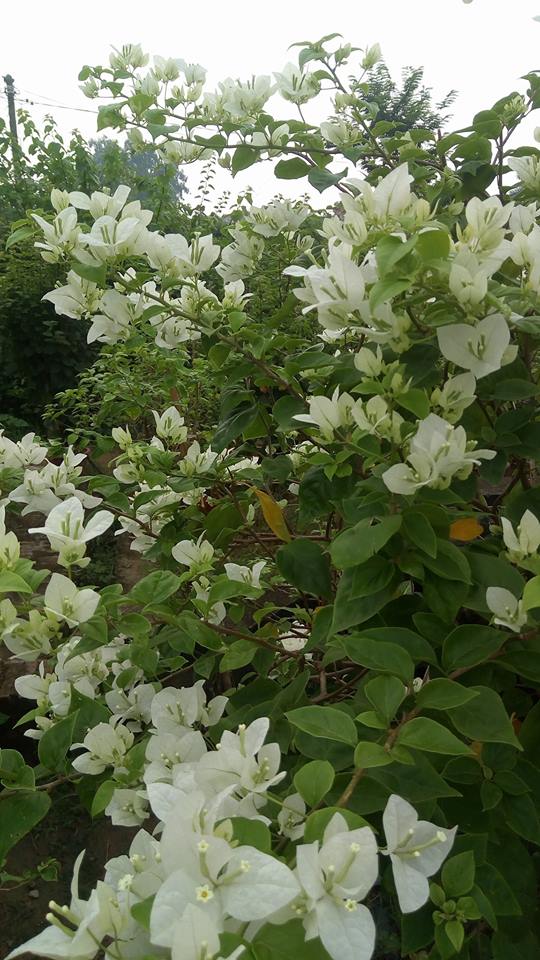 Cây hoa giấy màu trắng