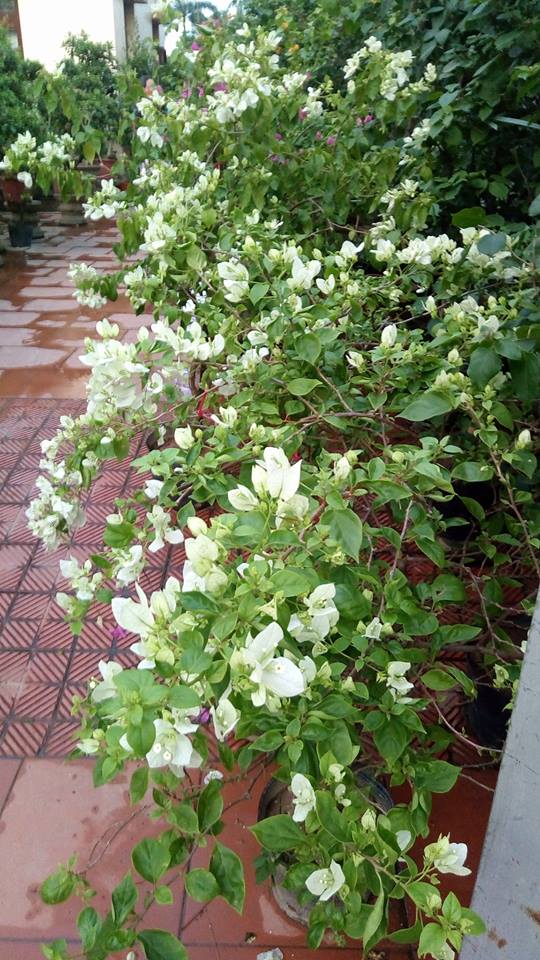 Cây hoa giấy màu trắng