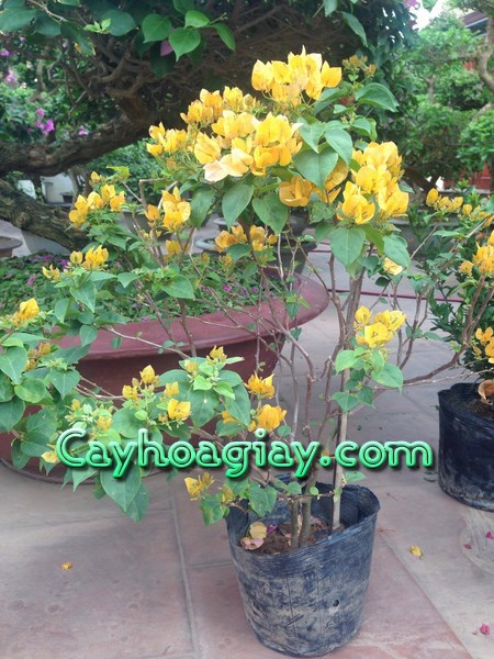 Cây hoa giấy màu vàng chanh