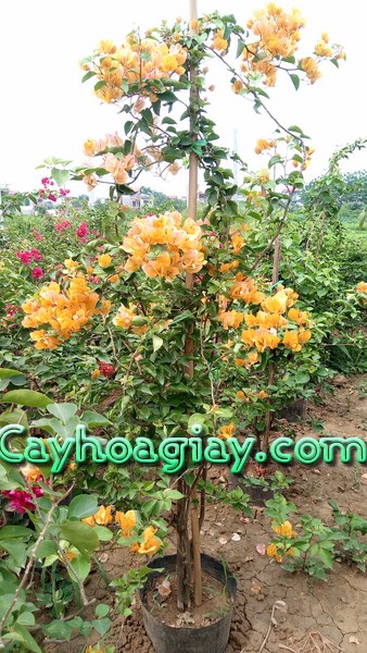 Giống hoa giấy màu vàng chanh