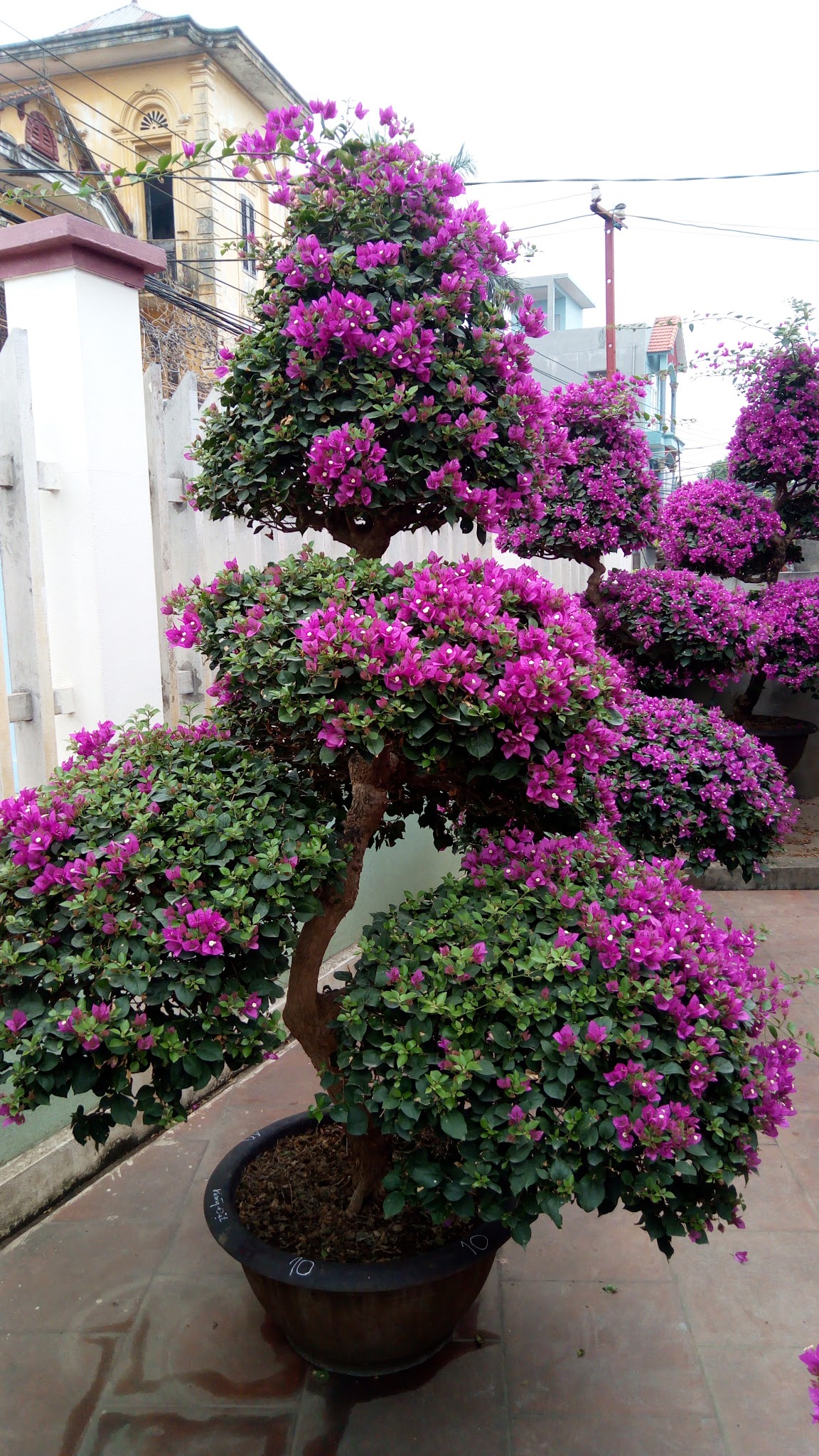 Cây hoa giấy ngũ phúc