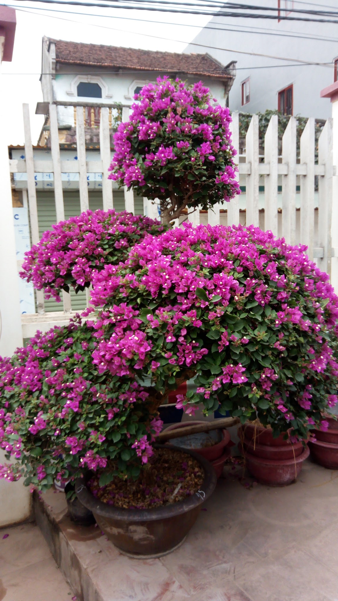 Cây Hoa Giấy Màu Cam