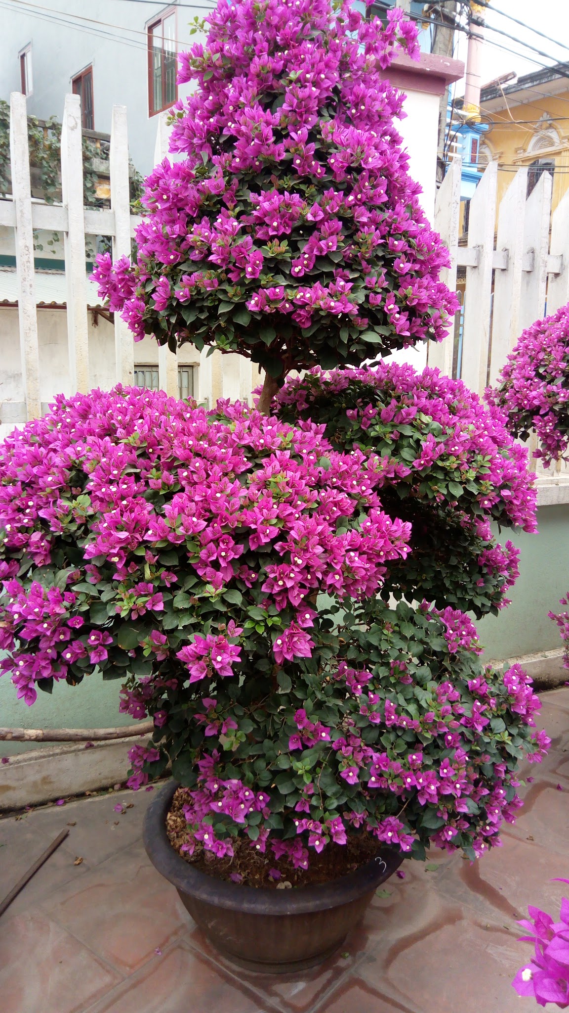 Cây hoa giấy ngũ phúc