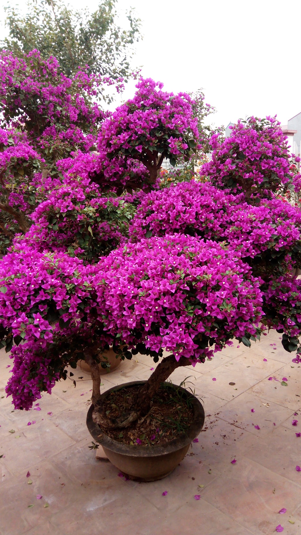 Cây Hoa Giấy Ngũ Sắc