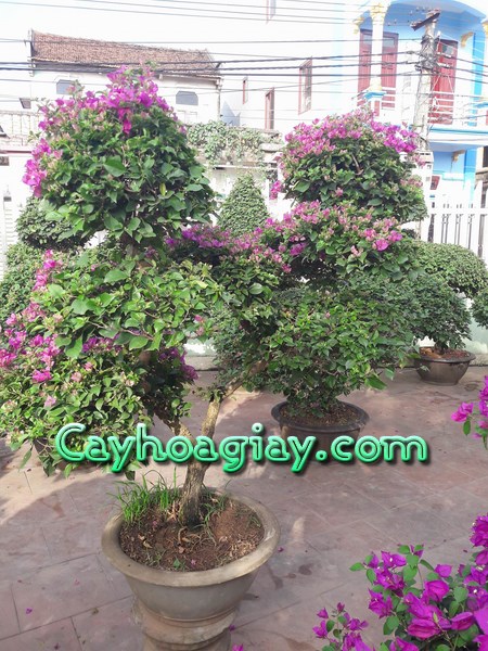 Hình ảnh hoa giấy đang nở rộ