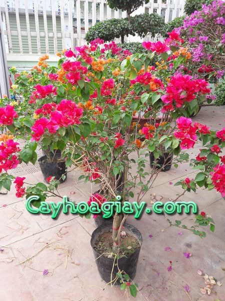 Cây hoa giấy nhiều hoa