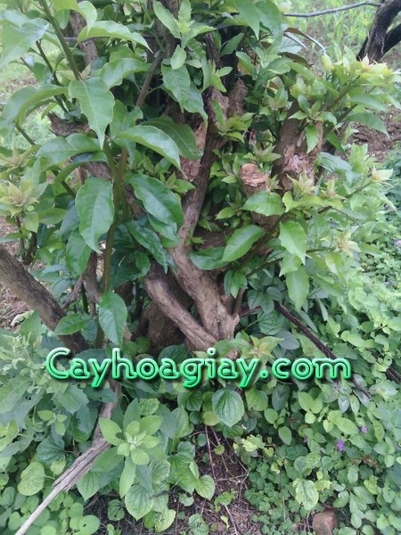 Cây hoa giấy nhiều hoa