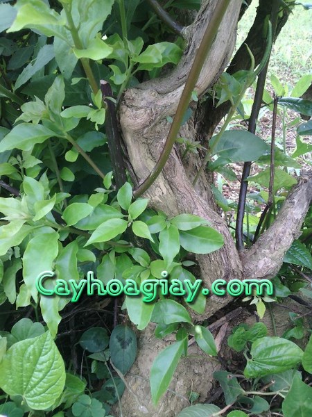 Cách trồng hoa giấy