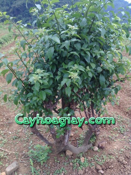 Cổng hoa giấy nhiều màu sắc