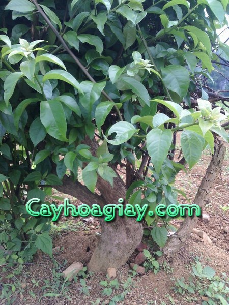 Cây hoa giấy nở rộ nhiều hoa