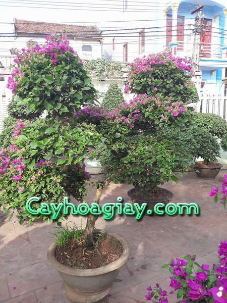 Giàn hoa giấy đẹp