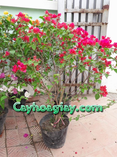 Cây hoa giấy nhiều hoa