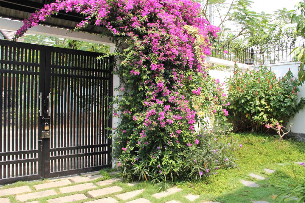 Cây hoa giấy phong thủy