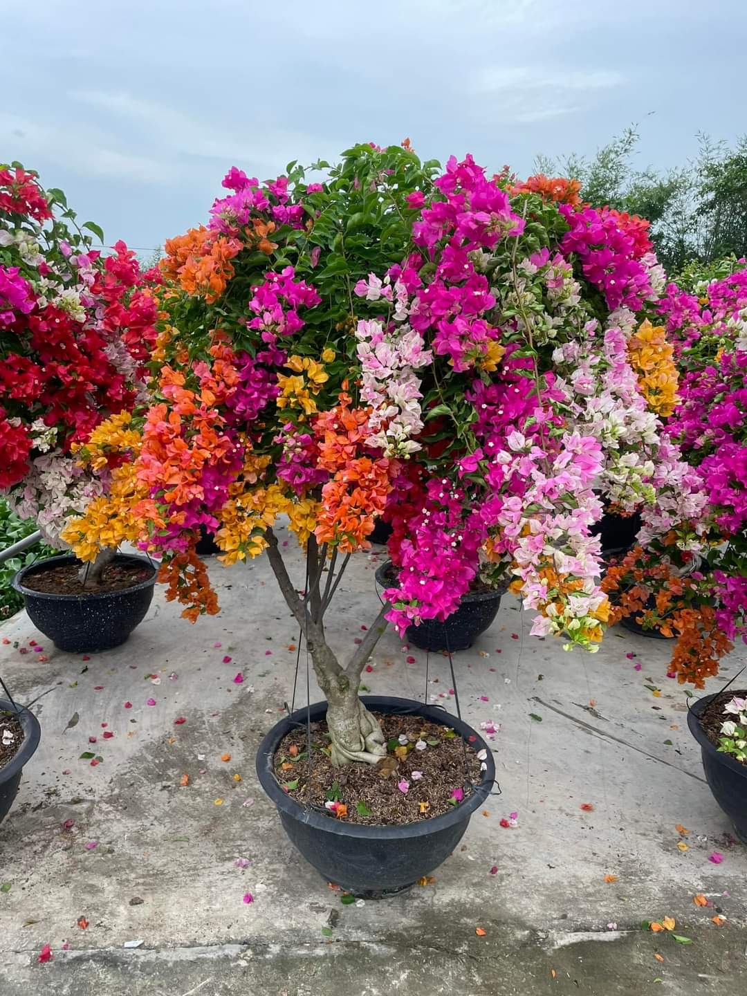 Cây Hoa Giấy Thái