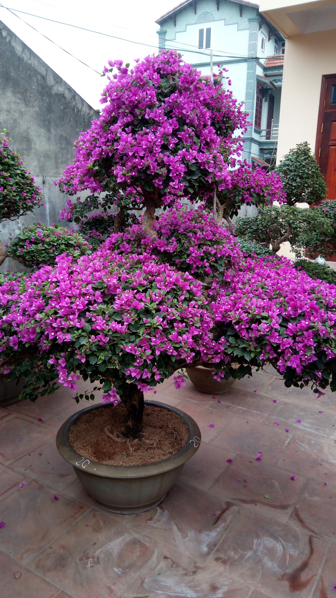 Cây hoa giấy thẻ