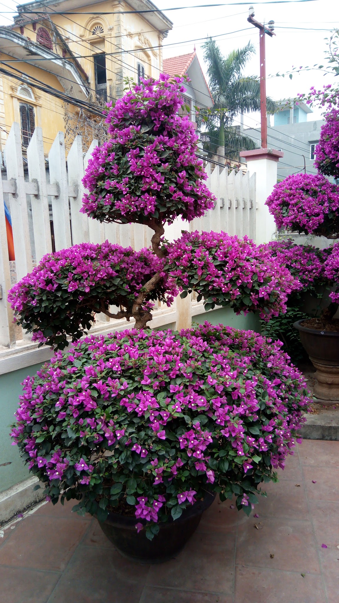 Cây hoa giấy treo