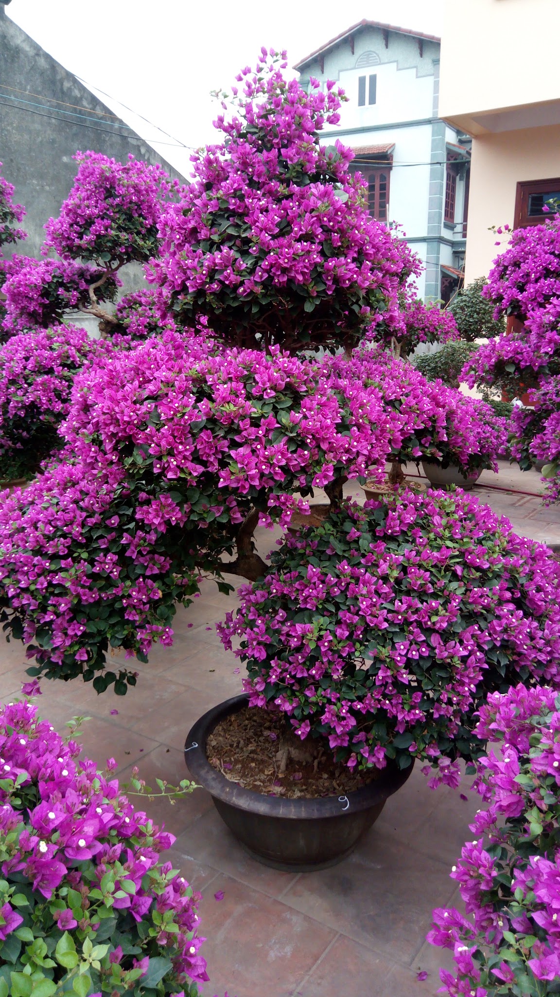 Tiểu cảnh hoa giấy trong sân vườn