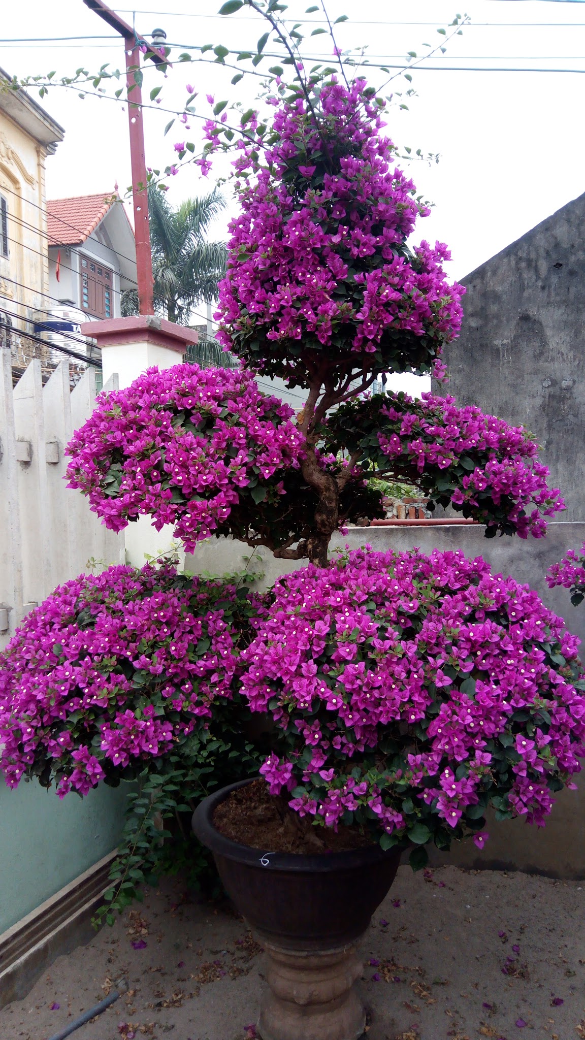 Lưu ý khi chiết cành hoa giấy