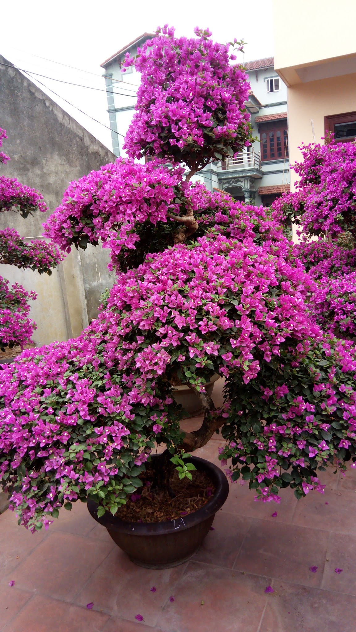 Cây hoa giấy tươi tốt trên ban công