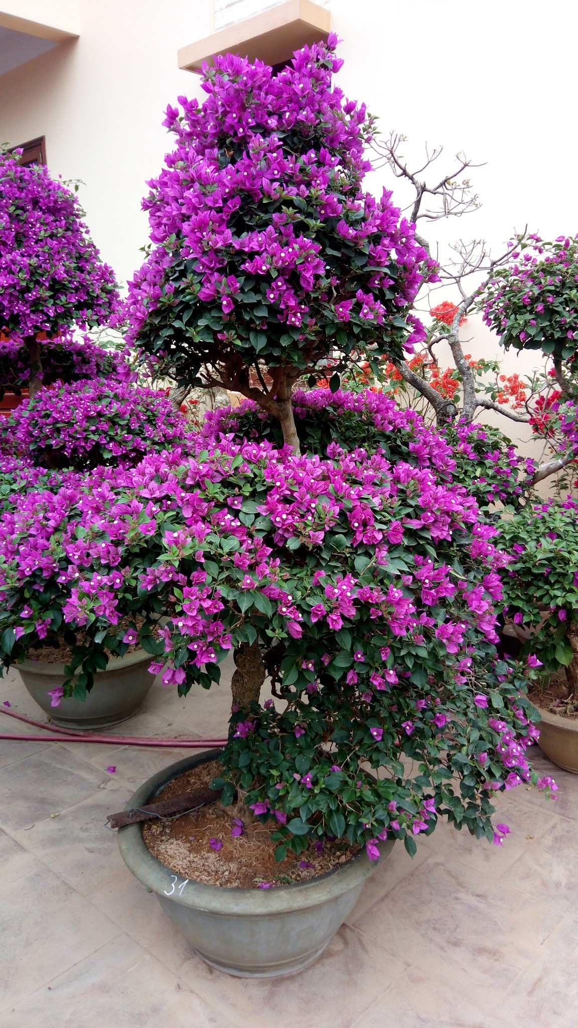 Chăm sóc hoa giấy