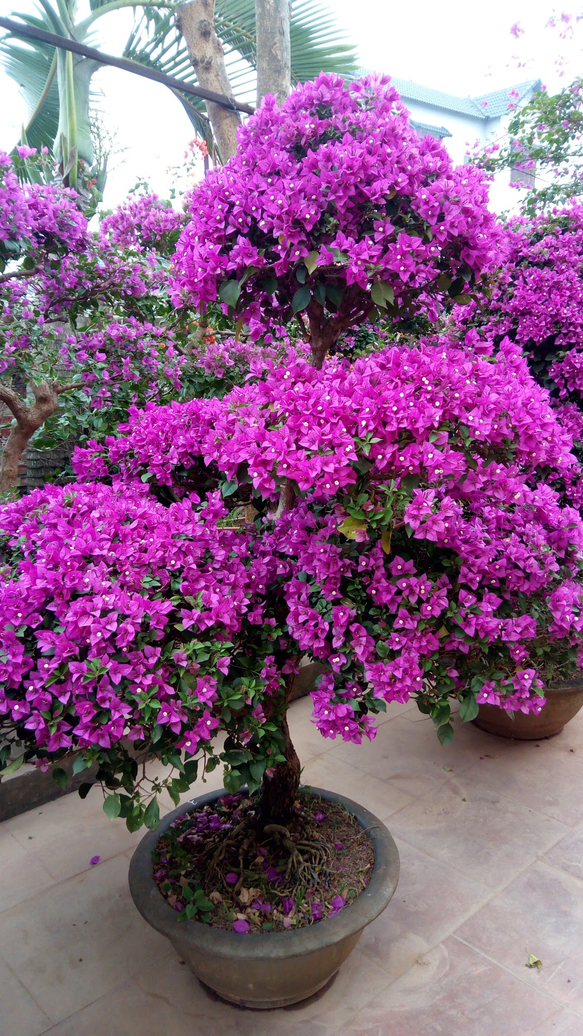 Cây hoa giấy tím