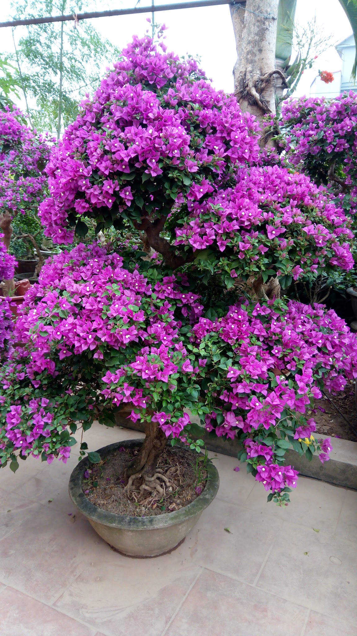 Cây hoa giấy tím