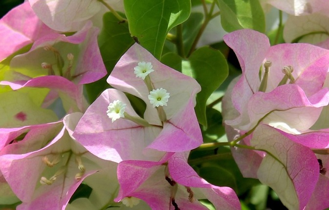 Cây hoa giấy trong hàng rào