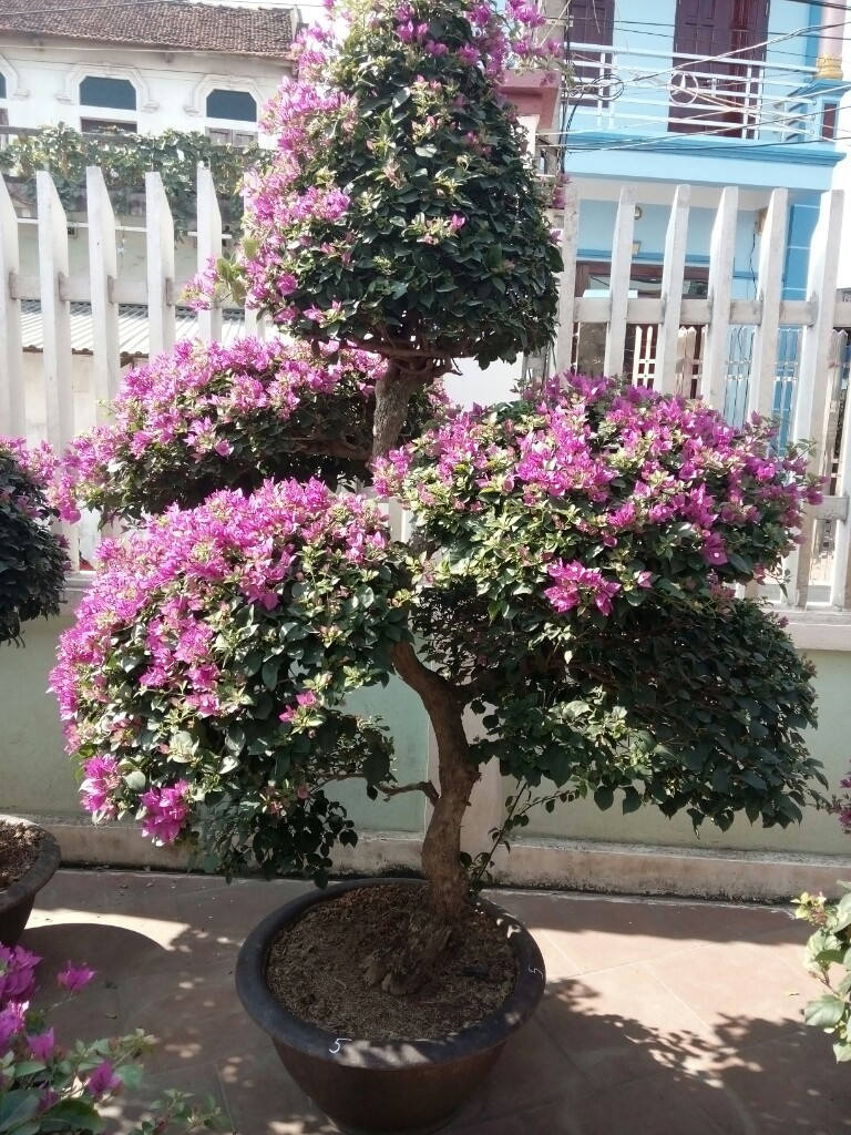 Cây hoa giấy leo giàn