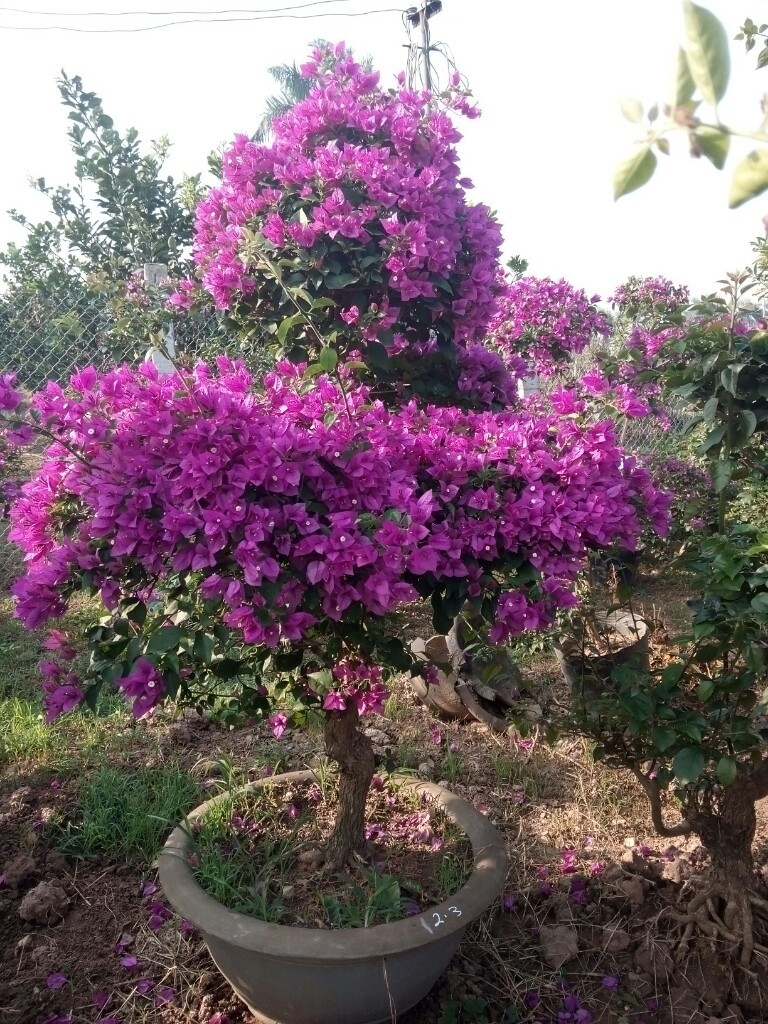 Cây thông Noel trang trí bên cạnh bụi hoa giấy