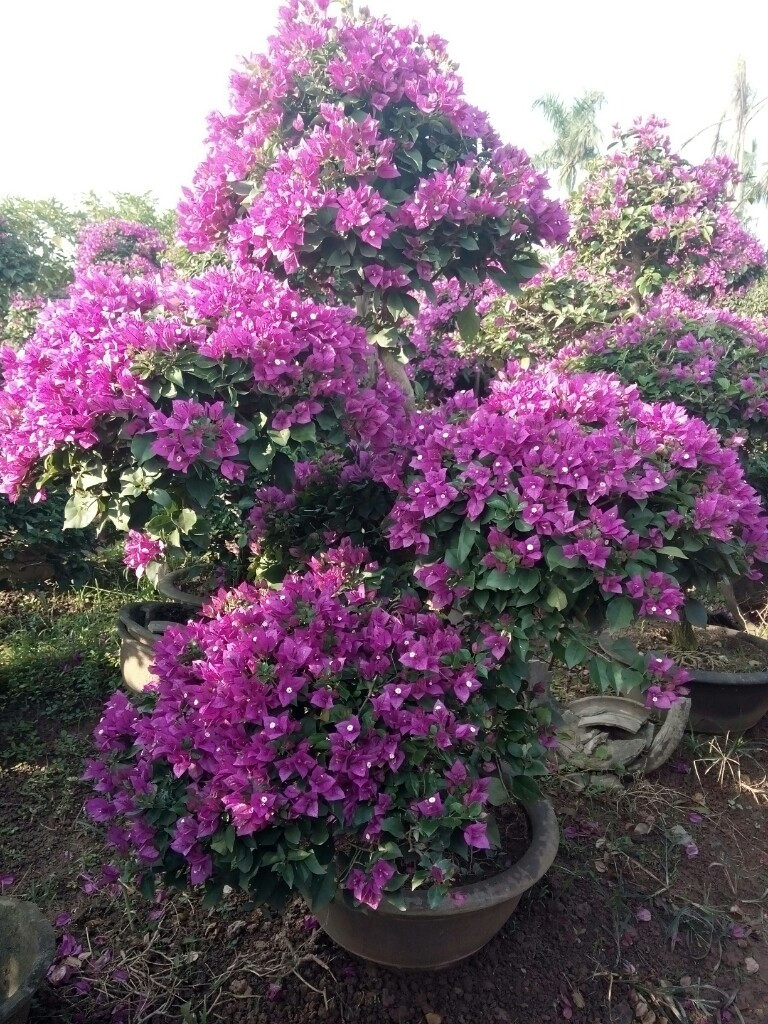 Hoa Giấy Hồng Cẩm Thạch