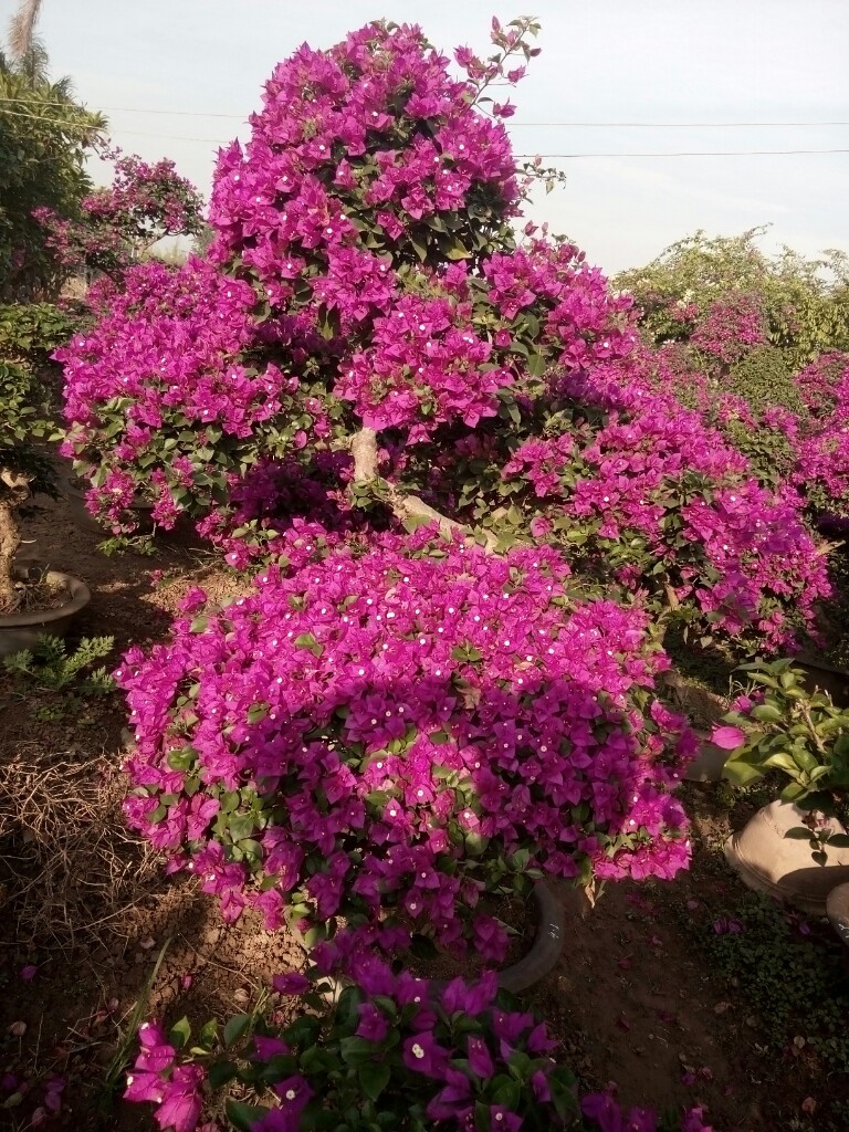 Cây thông trang trí Noel