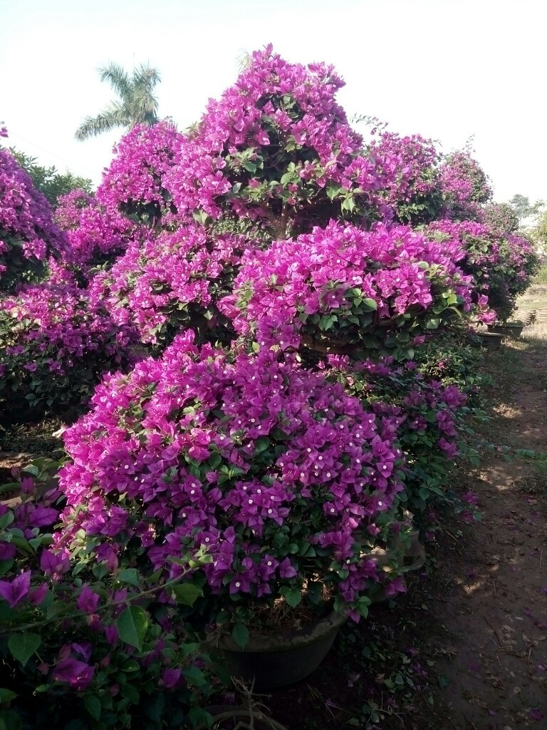 Cây thông trang trí Noel và hoa giấy