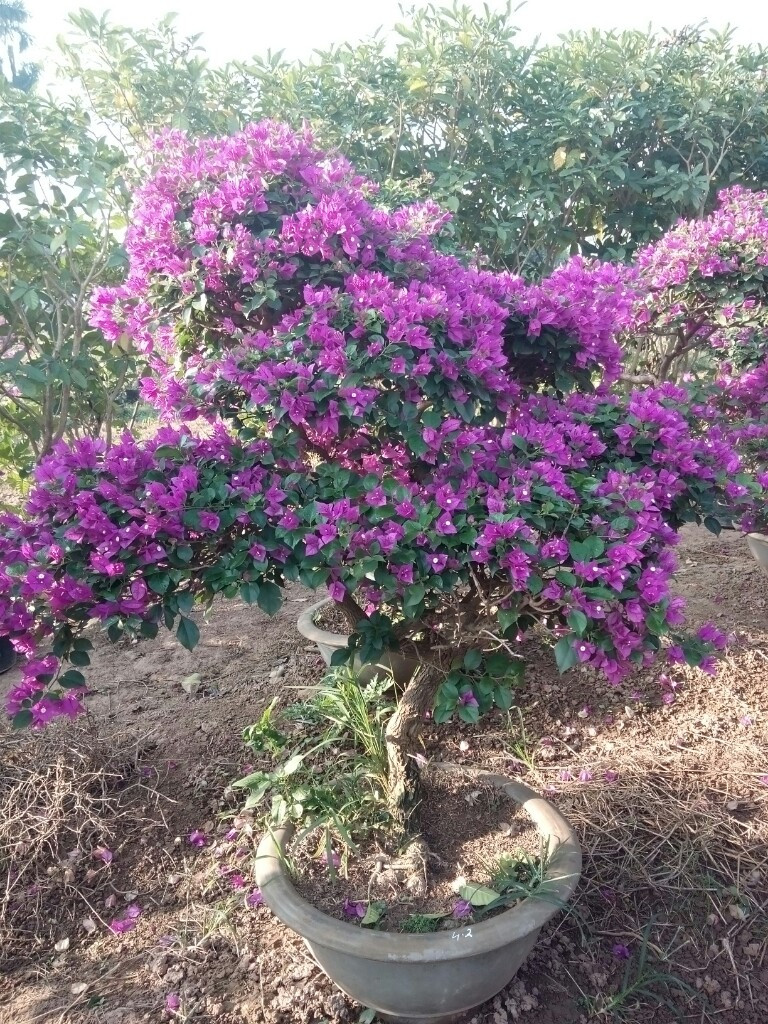 Khí hậu thuận lợi cho hoa giấy