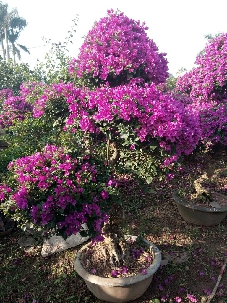 Lợi Ích Của Bonsai Hoa Giấy